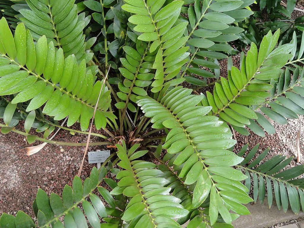 Cardboard Palm Zamia furfuracea