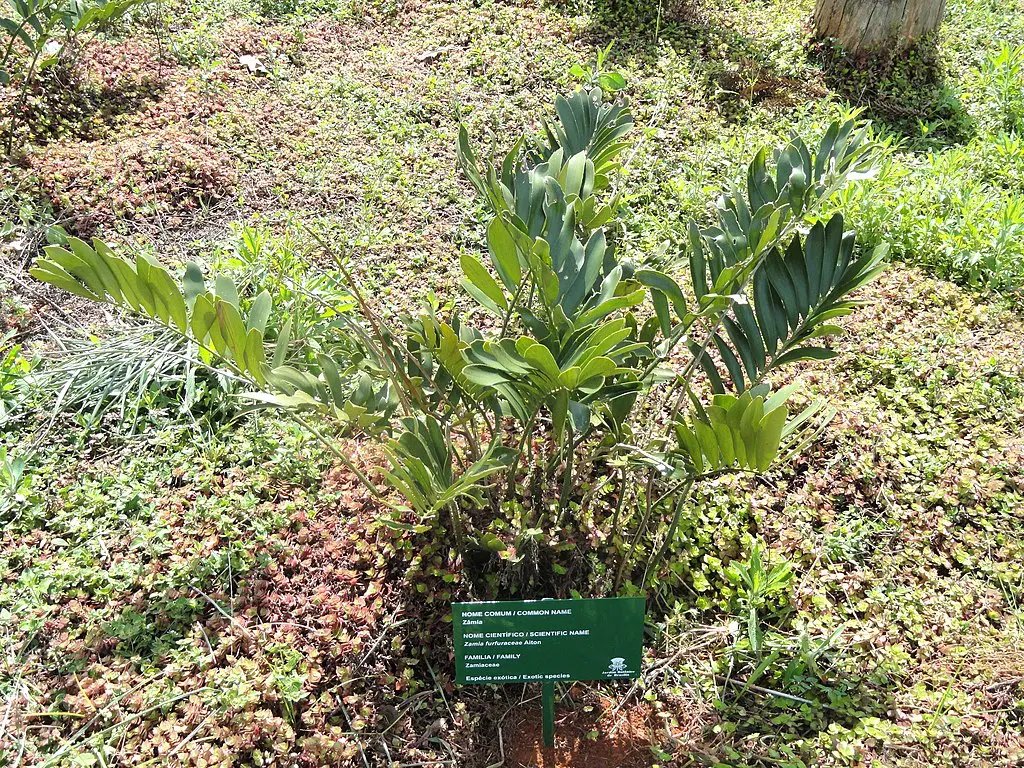  Cardboard Palm