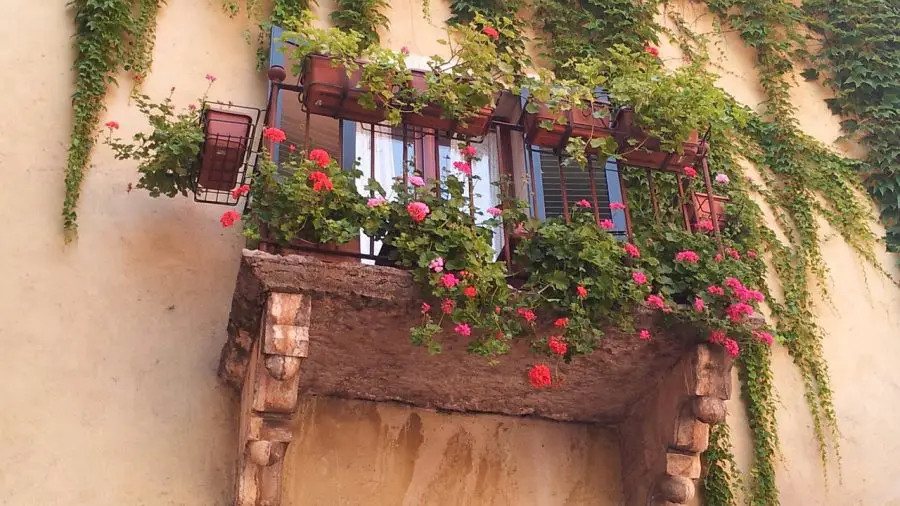 Best Balcony Plants for Privacy
