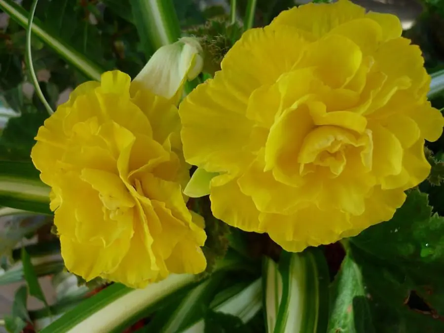 Tuberous Begonia Indoors