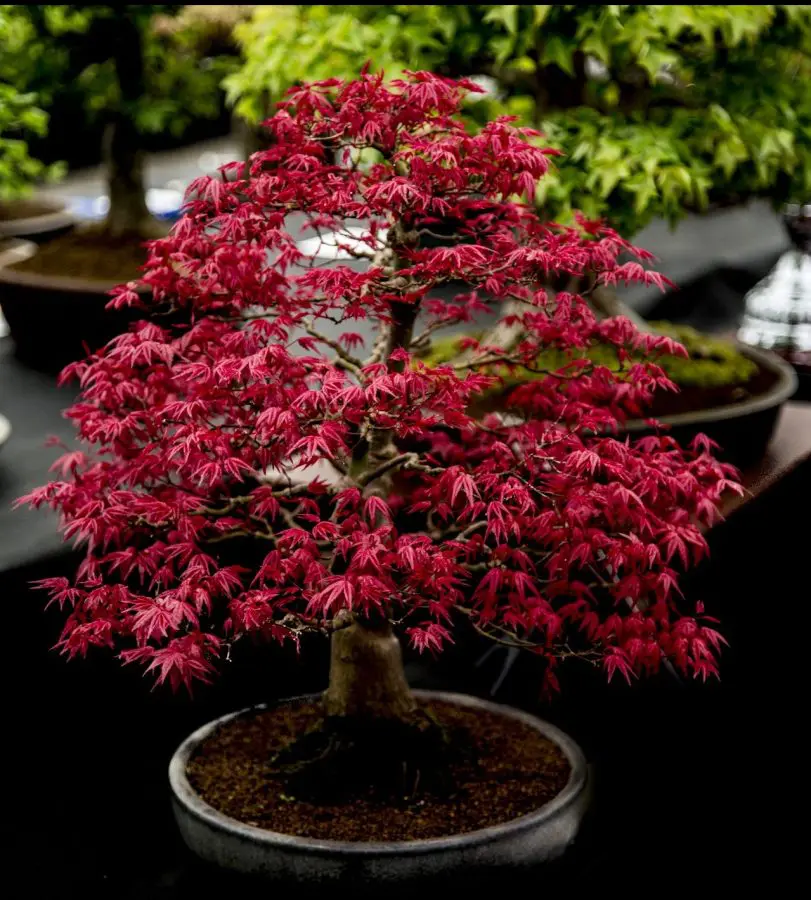 Acer palmatum