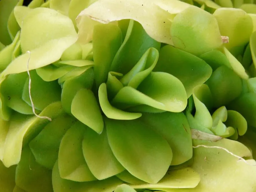 Growing Butterworts Indoors - Pinguicula care