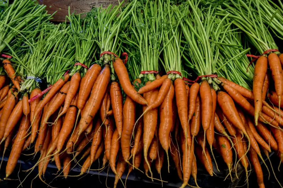 bunched carrots