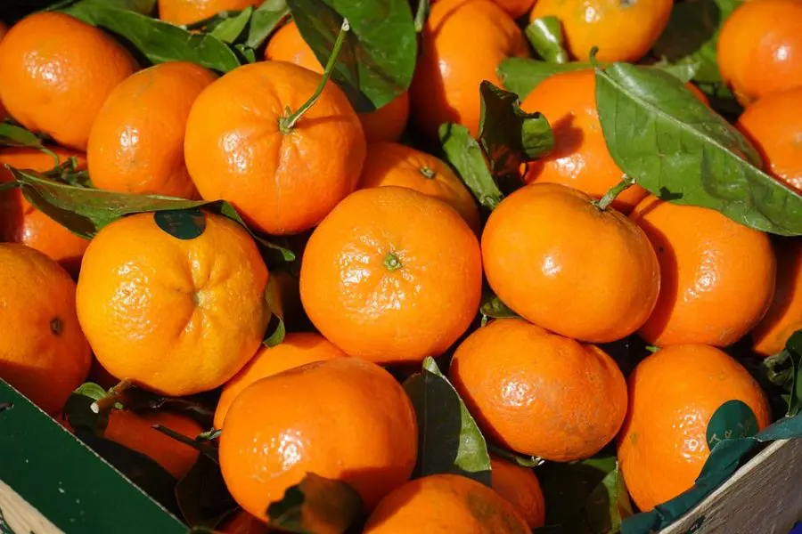CITRUS AND FRUIT TREES Clementine Indoor Citrus