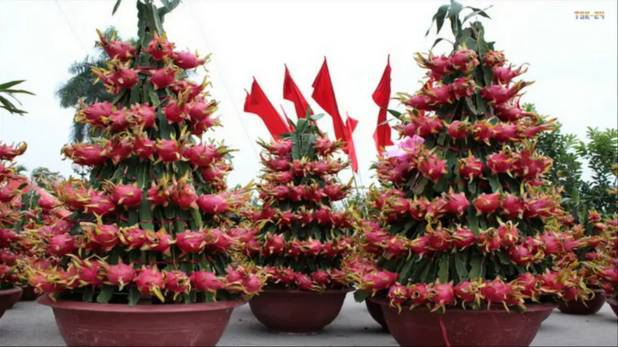 How To Grow Dragon Fruit Indoors