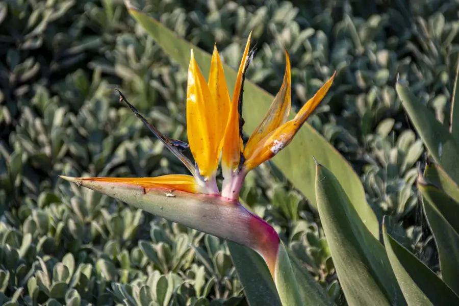 Bird Of Paradise Plant