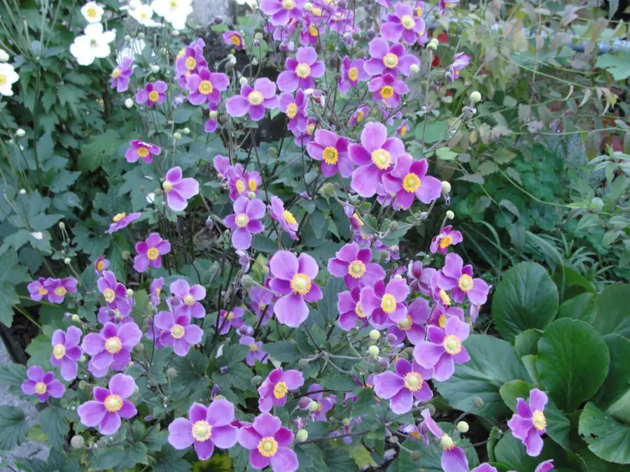 Japanese Anemones In Pots