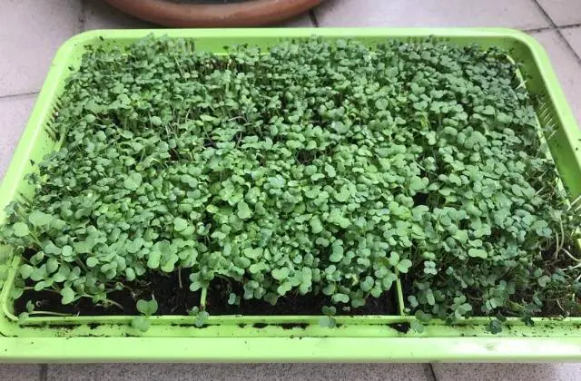 Spinach Microgreens
