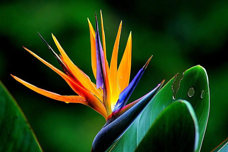 Bird Of Paradise Plant Care Indoors