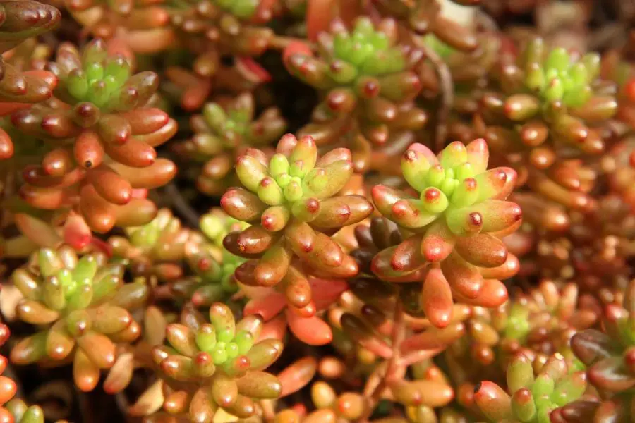 Jelly Beans Succulent Care - Sedum rubrotinctum