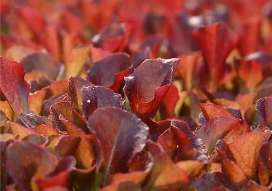 How To Grow Amaranth Microgreens Indoors