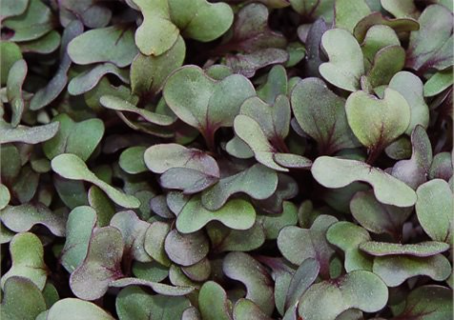 How To Grow Cabbage Microgreens
