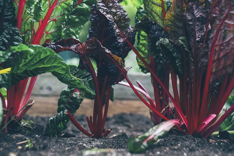 what is swiss chard
