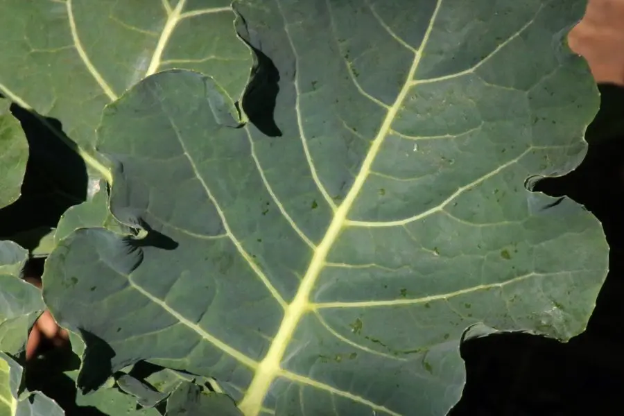 mature broccoli leaf and mid rib