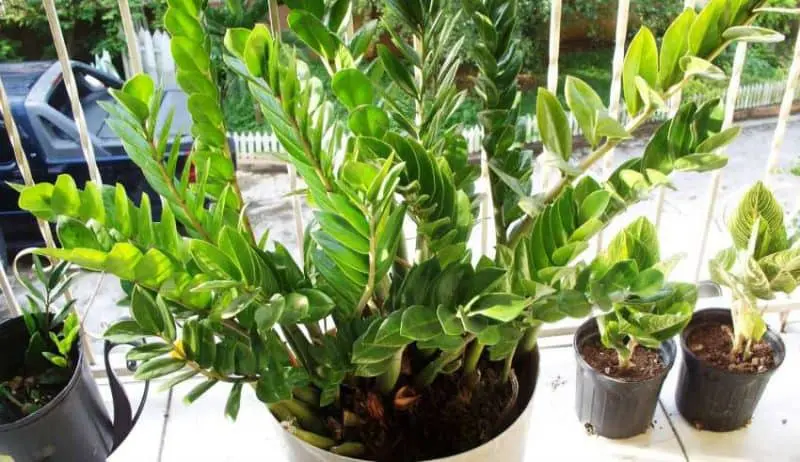 Zanzibar Gem Care - ZZ Plant Care Indoors