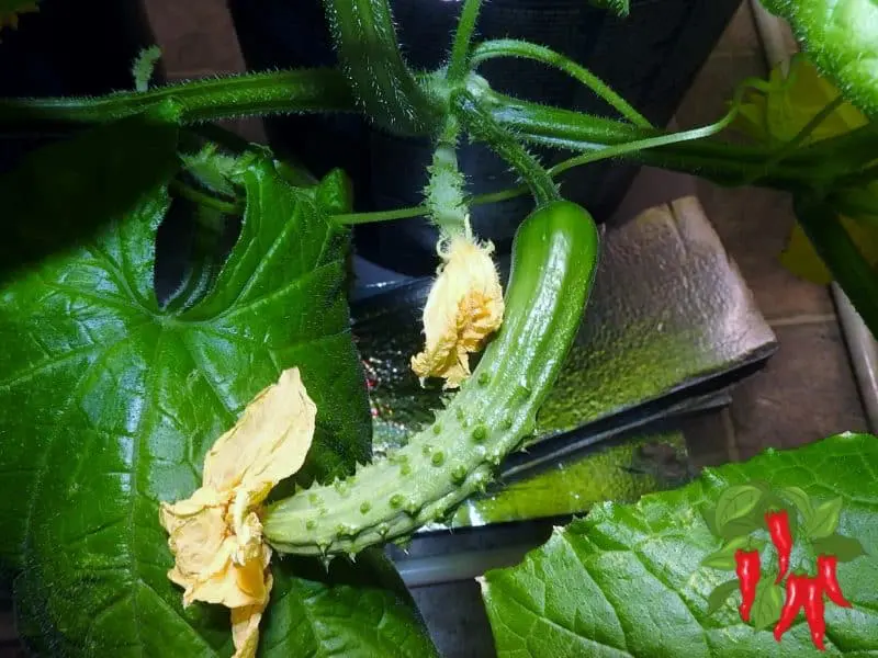 Cucumber in my Small Vegetable Garden