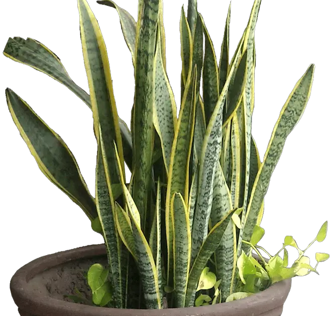 Snake Plant Care
