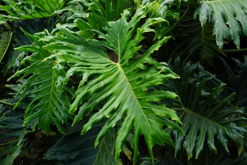 philodendron_bipinnatifidum
