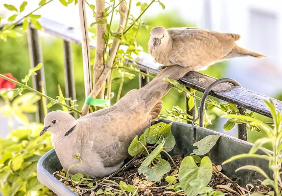 Garden wildlife on balcony plants