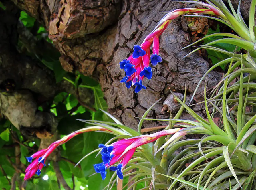 Do Air Plants Need Sun? 7 Easy Growth Hacks For Beginners